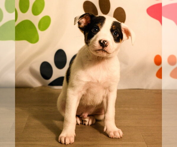 Medium Photo #2 Mutt Puppy For Sale in Brooklyn Center, MN, USA