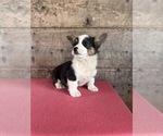 Small #10 Pembroke Welsh Corgi