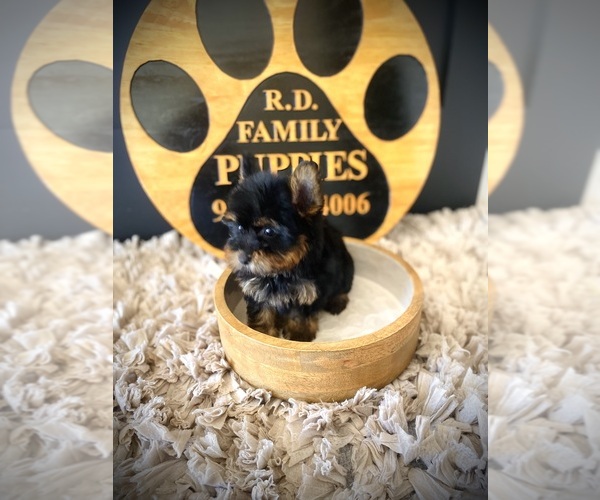 Medium Photo #5 Yorkshire Terrier Puppy For Sale in CROSSVILLE, TN, USA