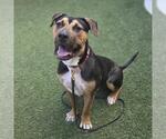 Small #1 American Bulldog Mix