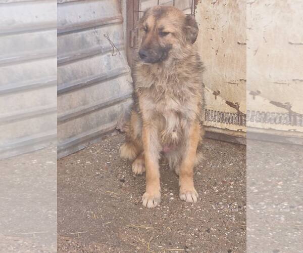 Medium Photo #2 Mutt Puppy For Sale in NYC, NY, USA