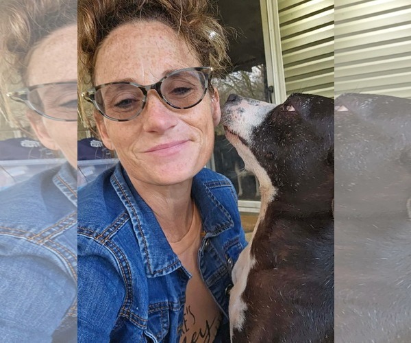 Medium Photo #5 Boston Terrier-Unknown Mix Puppy For Sale in Wakefield, RI, USA