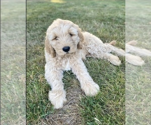 Goldendoodle Puppy for sale in LACEY, WA, USA