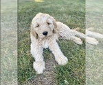 Small Goldendoodle