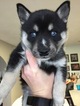 Small Photo #11 Alaskan Klee Kai Puppy For Sale in WINCHESTER, OH, USA