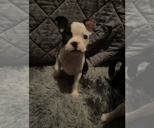 Boston Terrier Puppy for sale in NEW PALESTINE, IN, USA