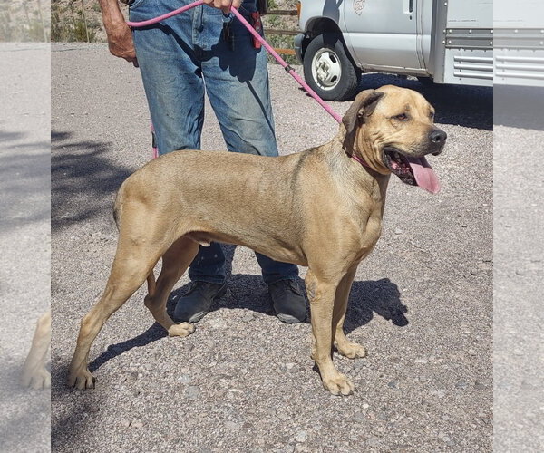 Medium Photo #1 Mastiff-Unknown Mix Puppy For Sale in Golden Valley, AZ, USA