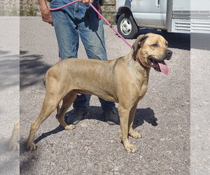 Mastiff-Unknown Mix Dogs for adoption in Golden Valley, AZ, USA