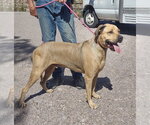 Tonka - Male Mastiff-Unknown Mix Dog for Adoption - Small photo