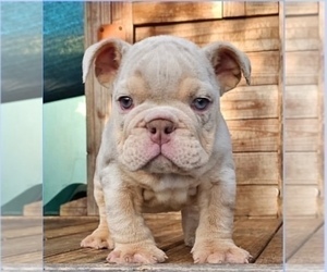English Bulldog Puppy for sale in WEST HOLLYWOOD, CA, USA