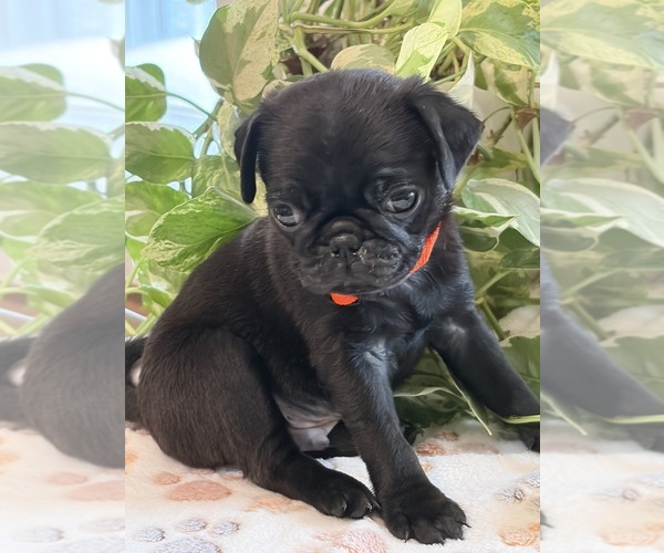 Medium Photo #2 Pug Puppy For Sale in SPRING CITY, PA, USA