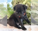 Small Photo #14 Pug Puppy For Sale in SPRING CITY, PA, USA