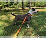 Small Photo #15 American Staffordshire Terrier-Unknown Mix Puppy For Sale in Sheboygan, WI, USA