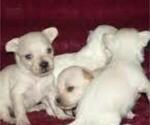 Small Photo #5 Malchi Puppy For Sale in FARMINGTON, MN, USA