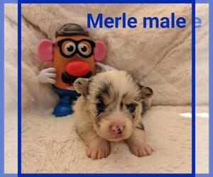 Welsh Cardigan Corgi Puppy for sale in KEENESBURG, CO, USA