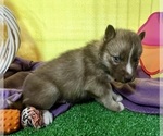 Small #20 Siberian Husky