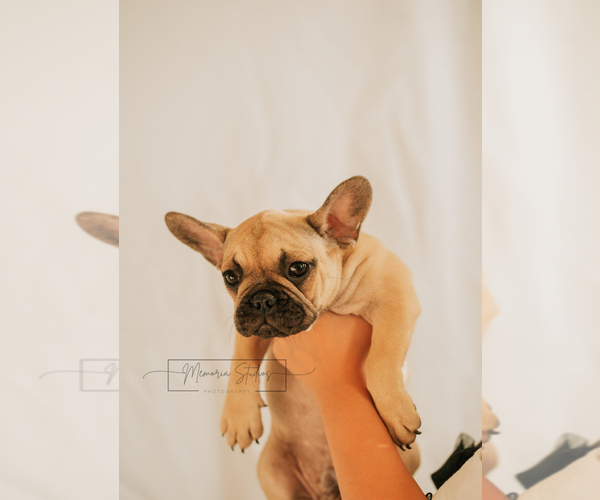 Medium Photo #4 French Bulldog Puppy For Sale in FAIRFIELD, CA, USA