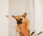 Small Photo #4 French Bulldog Puppy For Sale in FAIRFIELD, CA, USA