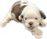 Puppy 1 Shih Tzu