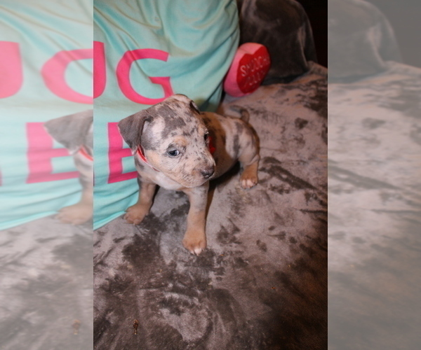 Medium Photo #4 American Bully Puppy For Sale in NORWALK, CT, USA