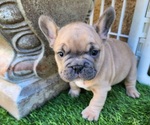 Small #15 French Bulldog