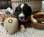 Small Photo #6 Miniature Australian Shepherd Puppy For Sale in TONASKET, WA, USA