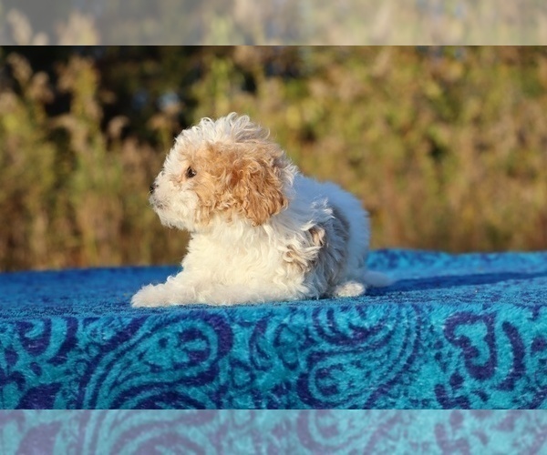 Medium Photo #3 Goldendoodle (Miniature) Puppy For Sale in DYERSBURG, TN, USA