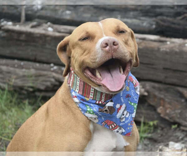 Medium Photo #8 American Staffordshire Terrier-Unknown Mix Puppy For Sale in Sanford, FL, USA
