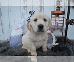 Small Photo #6 English Cream Golden Retriever Puppy For Sale in HONEY BROOK, PA, USA