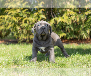 Cane Corso Puppy for sale in BOURBON, IN, USA