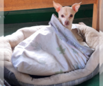 Small #1 Chihuahua Mix