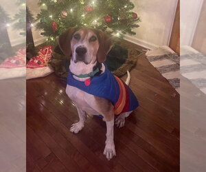 Huck - Male Treeing Walker Coonhound-Unknown Mix Dog for Adoption - Photo #4