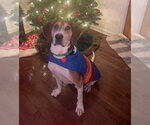 Small Photo #4 Treeing Walker Coonhound-Unknown Mix Puppy For Sale in Greenbelt, MD, USA