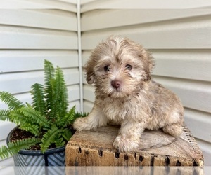 Poovanese Puppy for sale in KNOB NOSTER, MO, USA