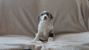 Australian Shepherd-Unknown Mix Puppy for sale in KENSINGTON, OH, USA