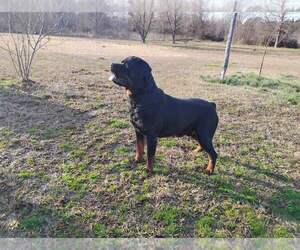 Father of the Rottweiler puppies born on 05/13/2025