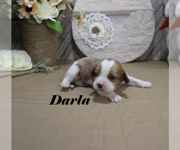 Medium Photo #8 Cavalier King Charles Spaniel Puppy For Sale in CHANUTE, KS, USA
