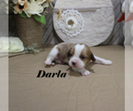 Small #7 Cavalier King Charles Spaniel