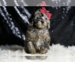 Small Photo #34 Poodle (Miniature) Puppy For Sale in WARSAW, IN, USA