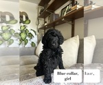 Small #6 Poodle (Standard)