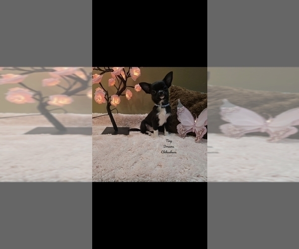 Medium Photo #3 Chihuahua Puppy For Sale in CRAFTON, PA, USA