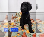 Small Photo #7 Goldendoodle Puppy For Sale in S HARRISN TWP, NJ, USA