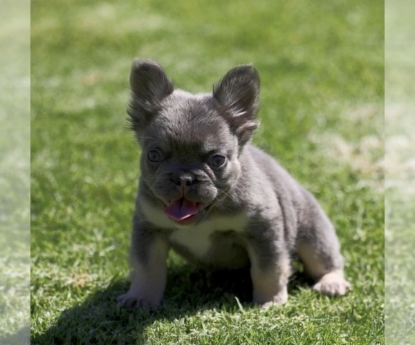 Medium Photo #2 French Bulldog Puppy For Sale in ATLANTA, GA, USA
