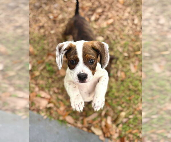 Medium Photo #4 Boxer-Unknown Mix Puppy For Sale in Tampa, FL, USA