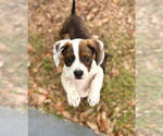 Small #3 Boxer Mix