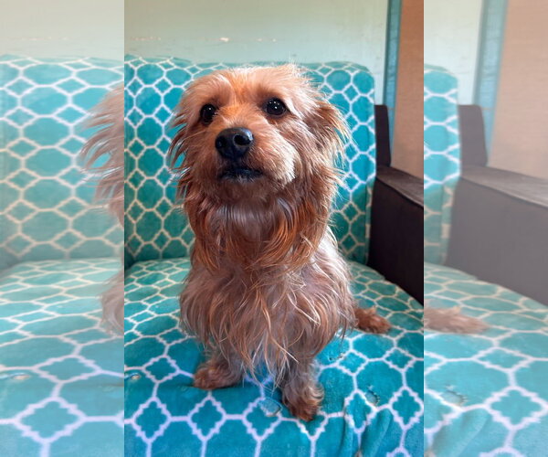 Medium Photo #2 Mutt Puppy For Sale in Pacolet, SC, USA