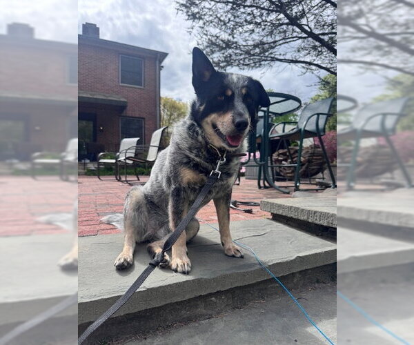 Medium Photo #5 Mutt Puppy For Sale in Garden City, NY, USA