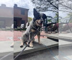 Small #4 Mutt
