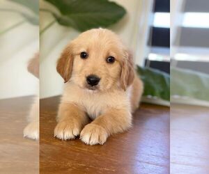 Golden Retriever Puppy for sale in LAKEWOOD, CO, USA