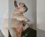 Puppy 3 French Bulldog
